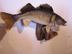 P1010009.JPG