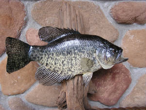P1010023.JPG