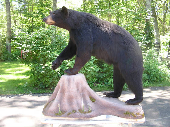 bearsow.JPG
