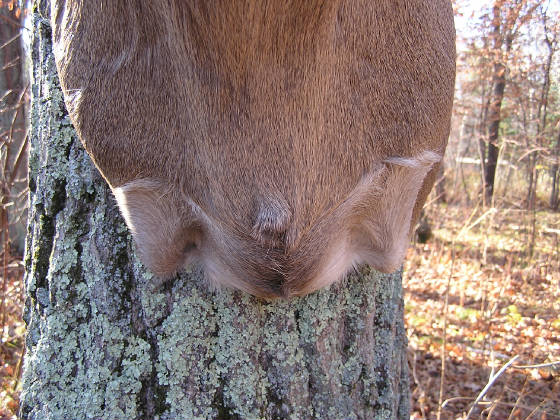 brisket.jpg