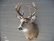 buck3.JPG