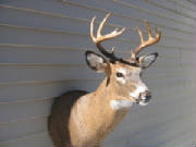 buck5.JPG