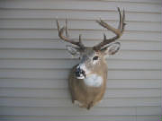 buck8.JPG