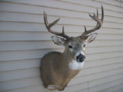 buck9.JPG