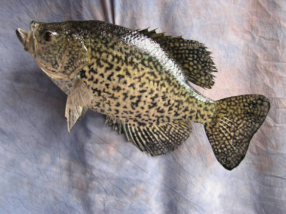 crappie12.JPG