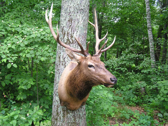elk11.jpg