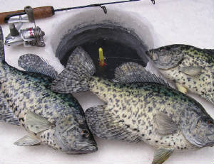 icefish.JPG