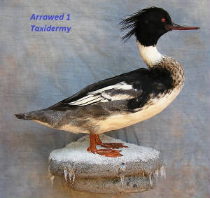 merganser.jpg