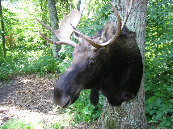 moose22.jpg