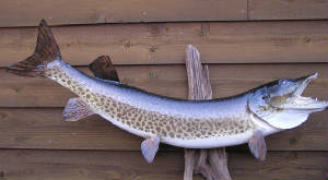 musky.jpg