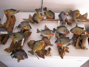 p1010002.JPG