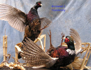 pheasantfight.jpg