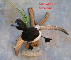 scaup.jpg