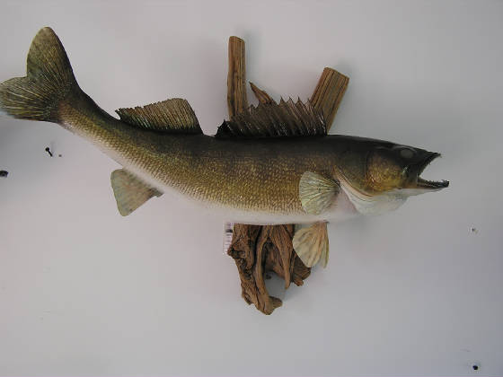 walleye.JPG